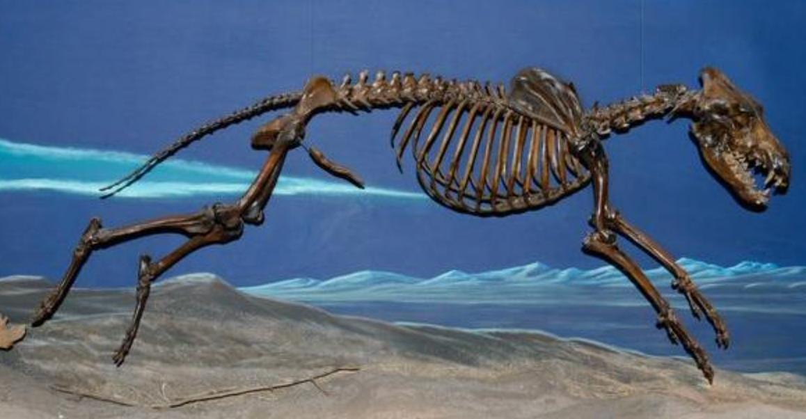 什么是“阴茎骨”？百万年前人类曾拥有！现在算进化还是退化了？