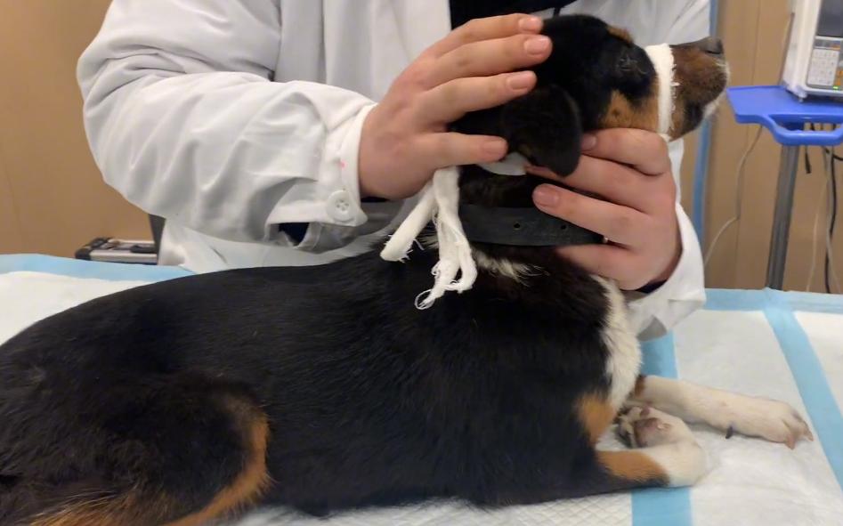 小狗子宫脱垂是什么原因,生小狗胎盘留肚子里了怎么办