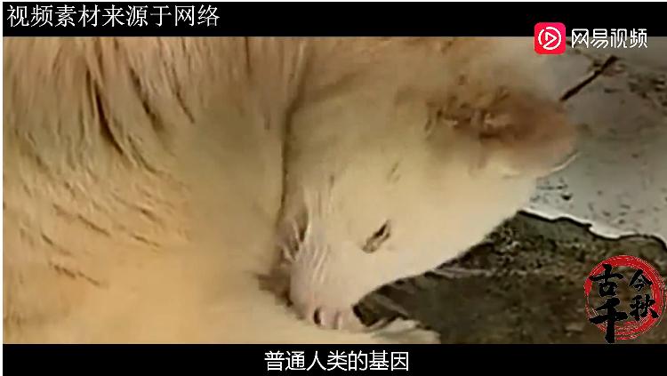 江西老农活捉六不像神兽,江西老汉活捉神兽四不像