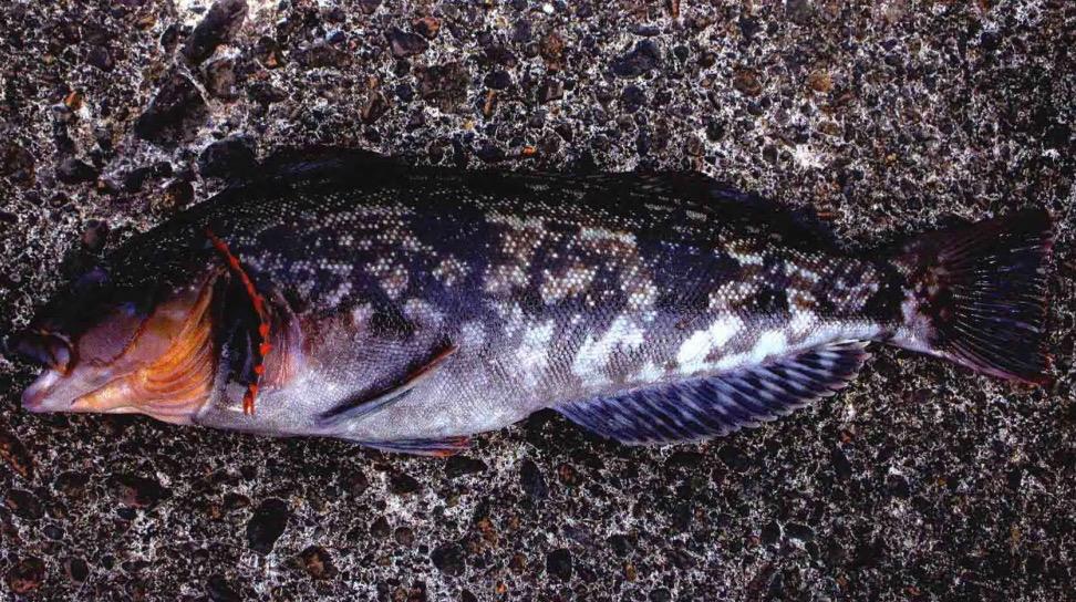 黄尾鱼的最佳钓法和调漂方法,黄鱼钓组操作手法