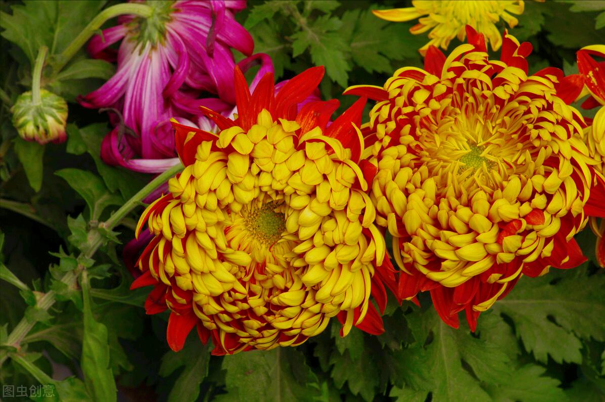 一花一世界一叶一花一菩提,春天来了一花一世界一叶一菩提