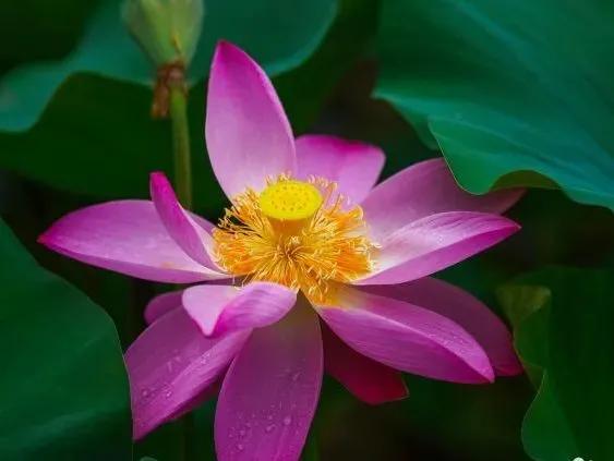 北京8处赏荷胜地,北京赏荷花最美的地方