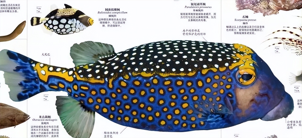 新东方直播间董宇辉录屏,新东方直播间董宇辉讲英语