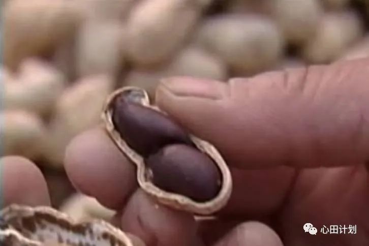 山东滨州“蛙声小镇”创始人闫洪明：用科技升维有机农业