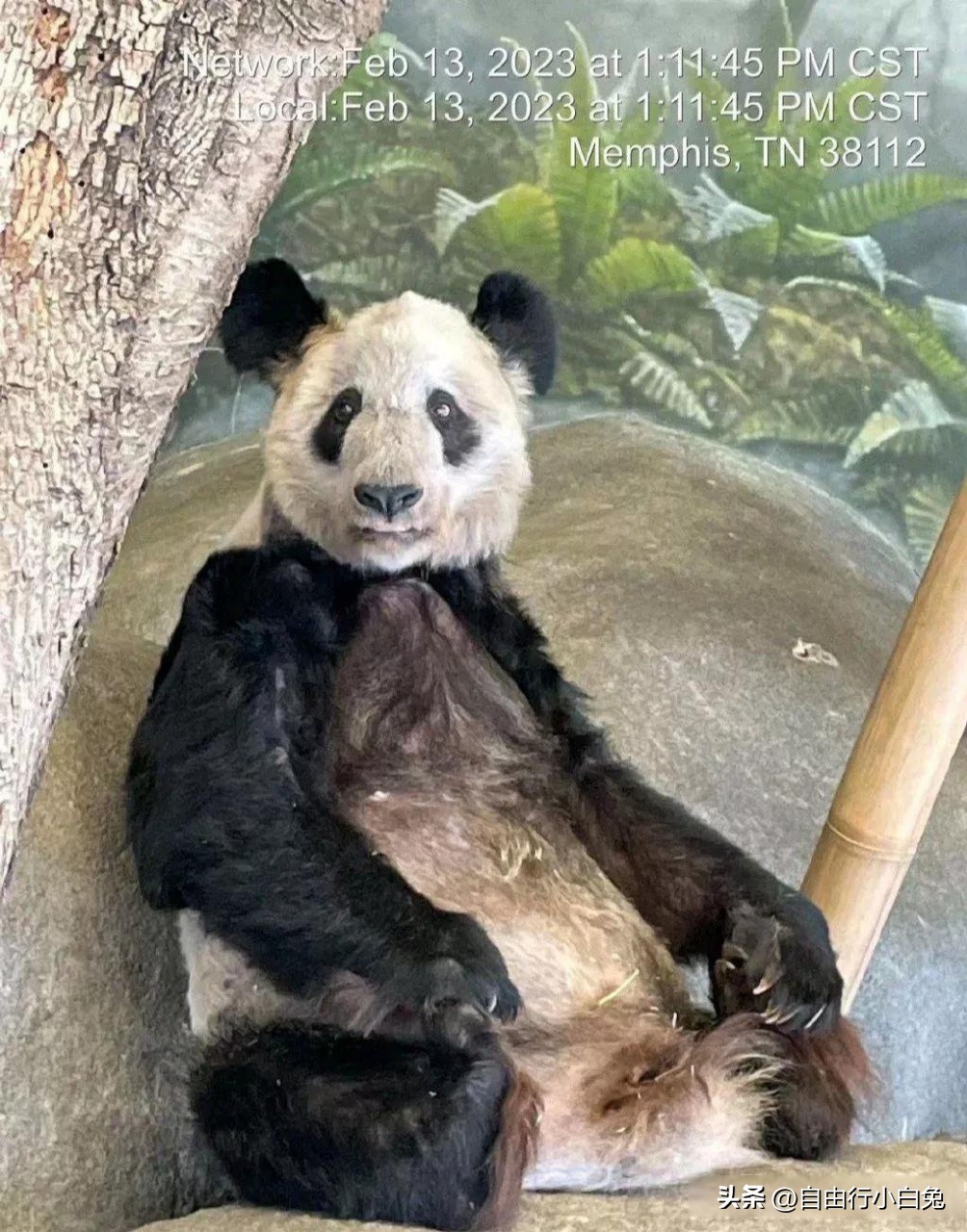 欢迎大熊猫丫丫平安回家,欢迎大熊猫丫丫回家视频