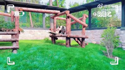 丫丫最新视频报道出来了吗,丫丫最新视频在线观看