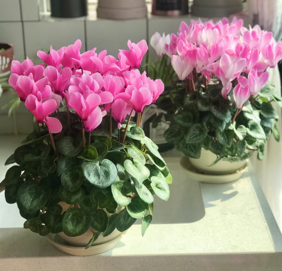 走霉运养什么花旺财运呢,养什么花好运气又旺财