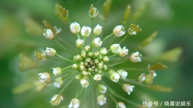 荠菜是一种野菜,荠菜又叫什么菜它的功效