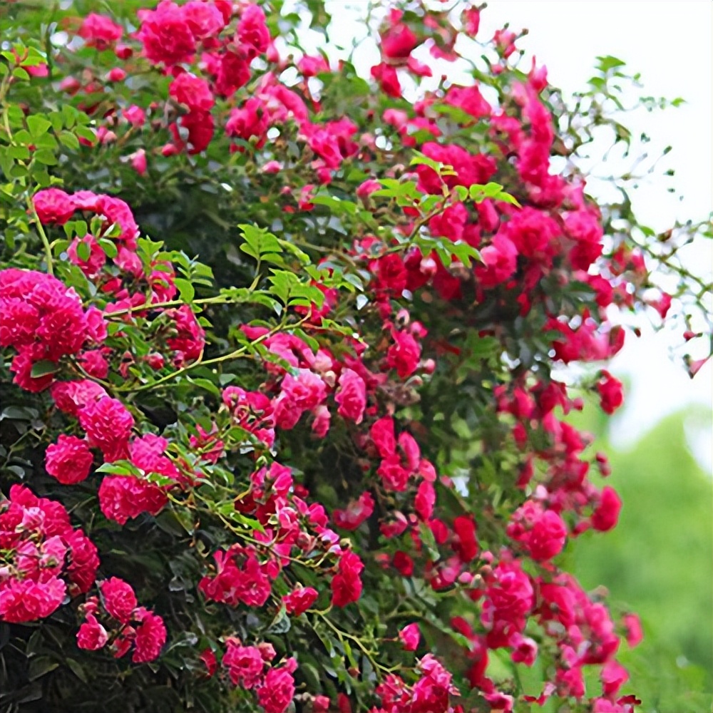 甜蜜红木香与四季红木香哪个好养,红木香什么品种最好养殖