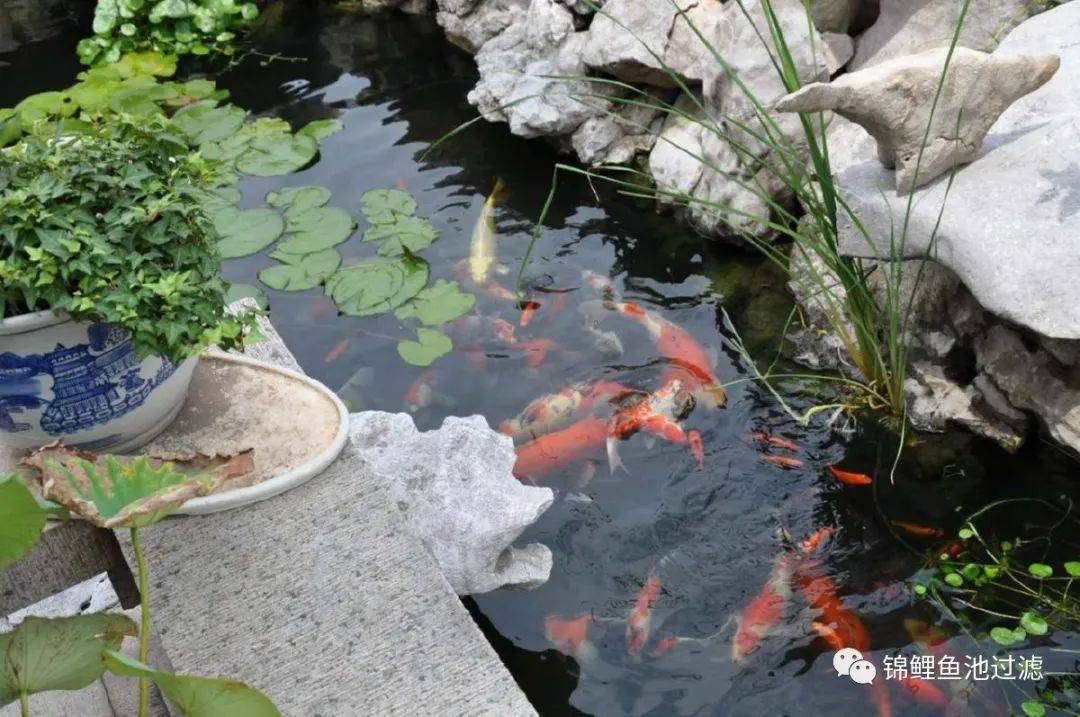 锦鲤鱼池过滤系统制作方法视频,锦鲤鱼池过滤高清详细设计图纸