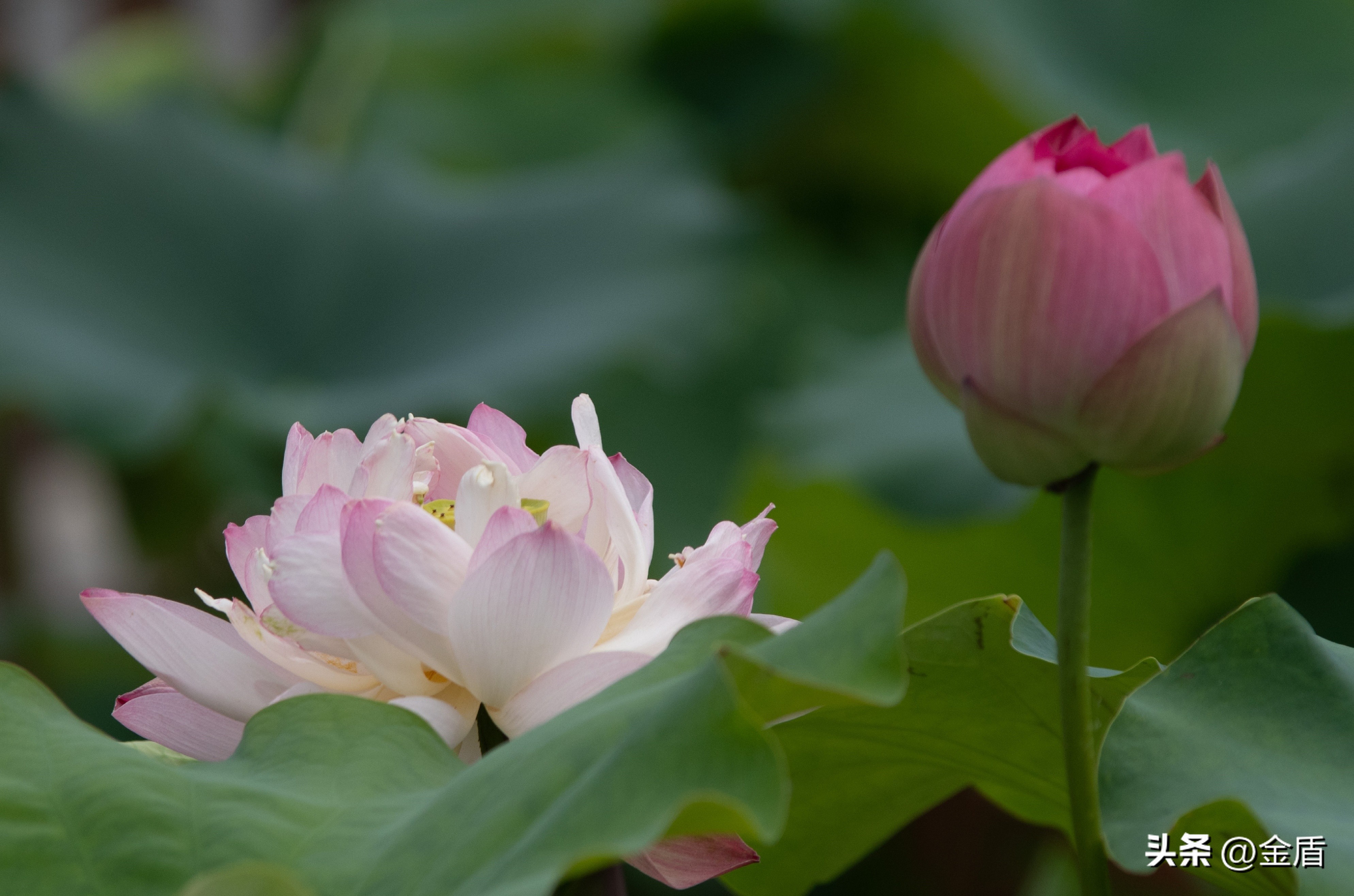 荷花的品格精神有哪些,荷花内在精神品质