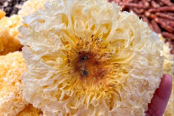 买银耳怎么区分是脆的还是软的,银耳如何挑选和鉴别