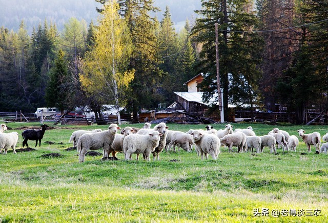 俄罗斯农村到底有多落后呢,带你了解俄罗斯的农村是啥样子