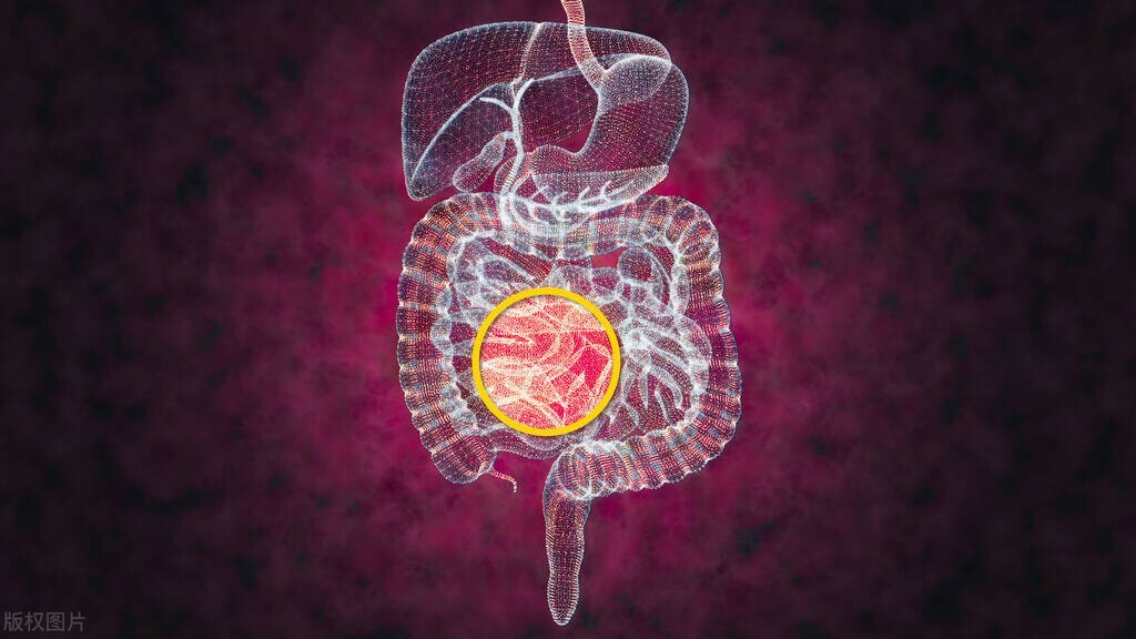 肠道健康与膳食纤维和益生菌,关注肠道益生菌平衡