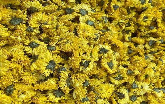 如何鉴别菊花茶的优劣呢,菊花茶正确选择