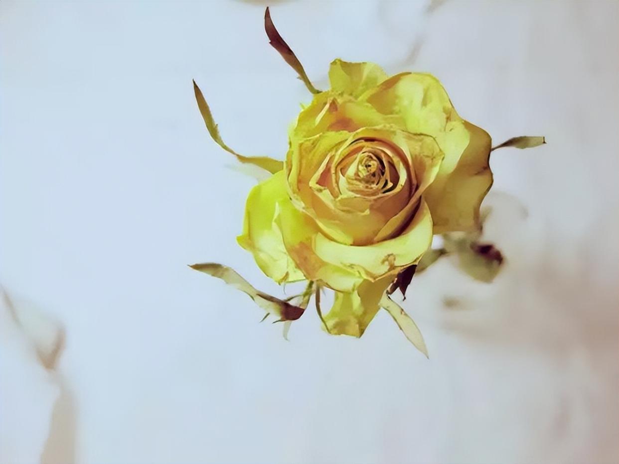 十二星座中最喜欢的花是什么花,12星座种什么样的花最好