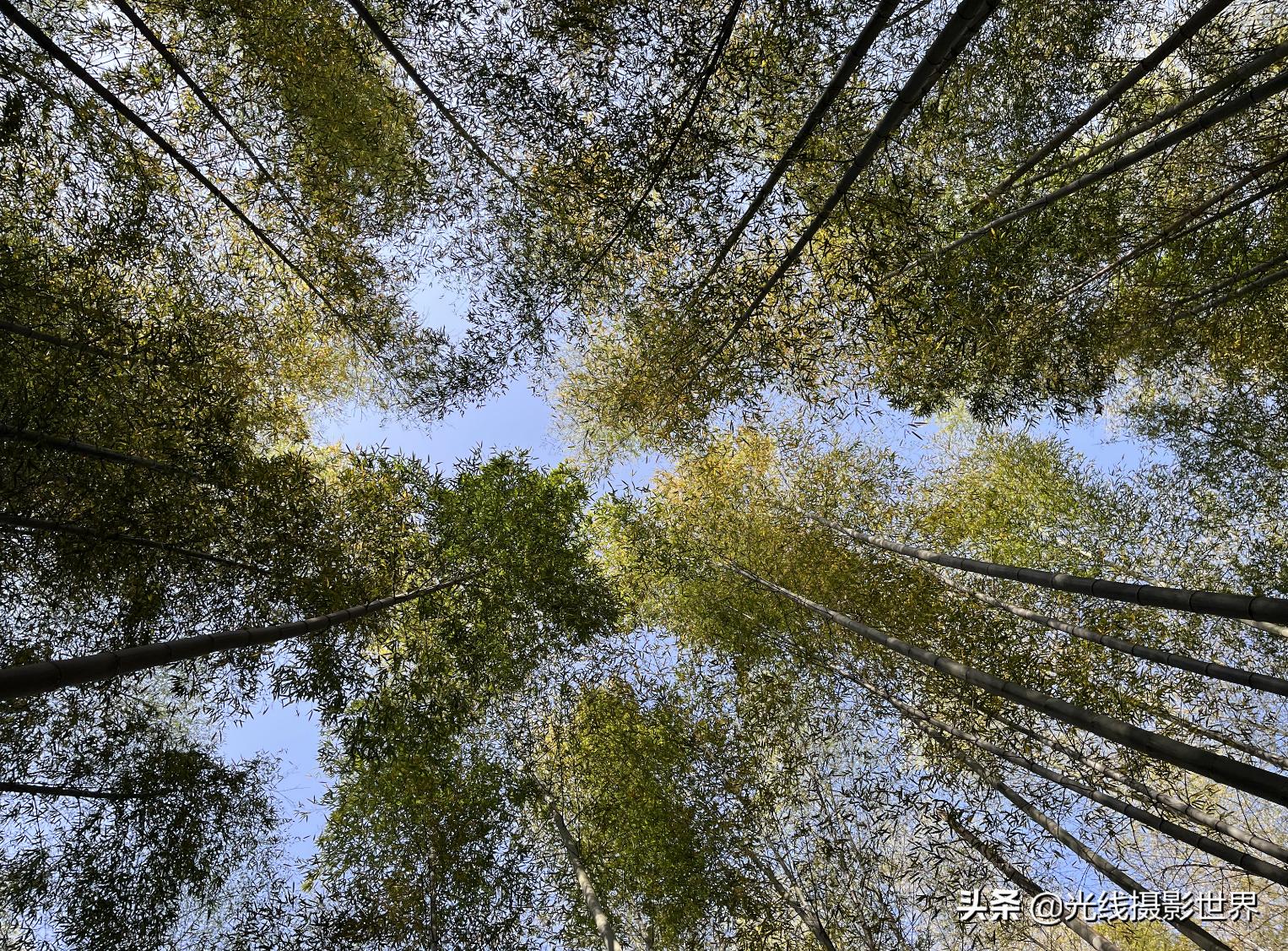 永川茶山竹海风景区门票优惠政策,永川茶山竹海2021年旅游日免费吗