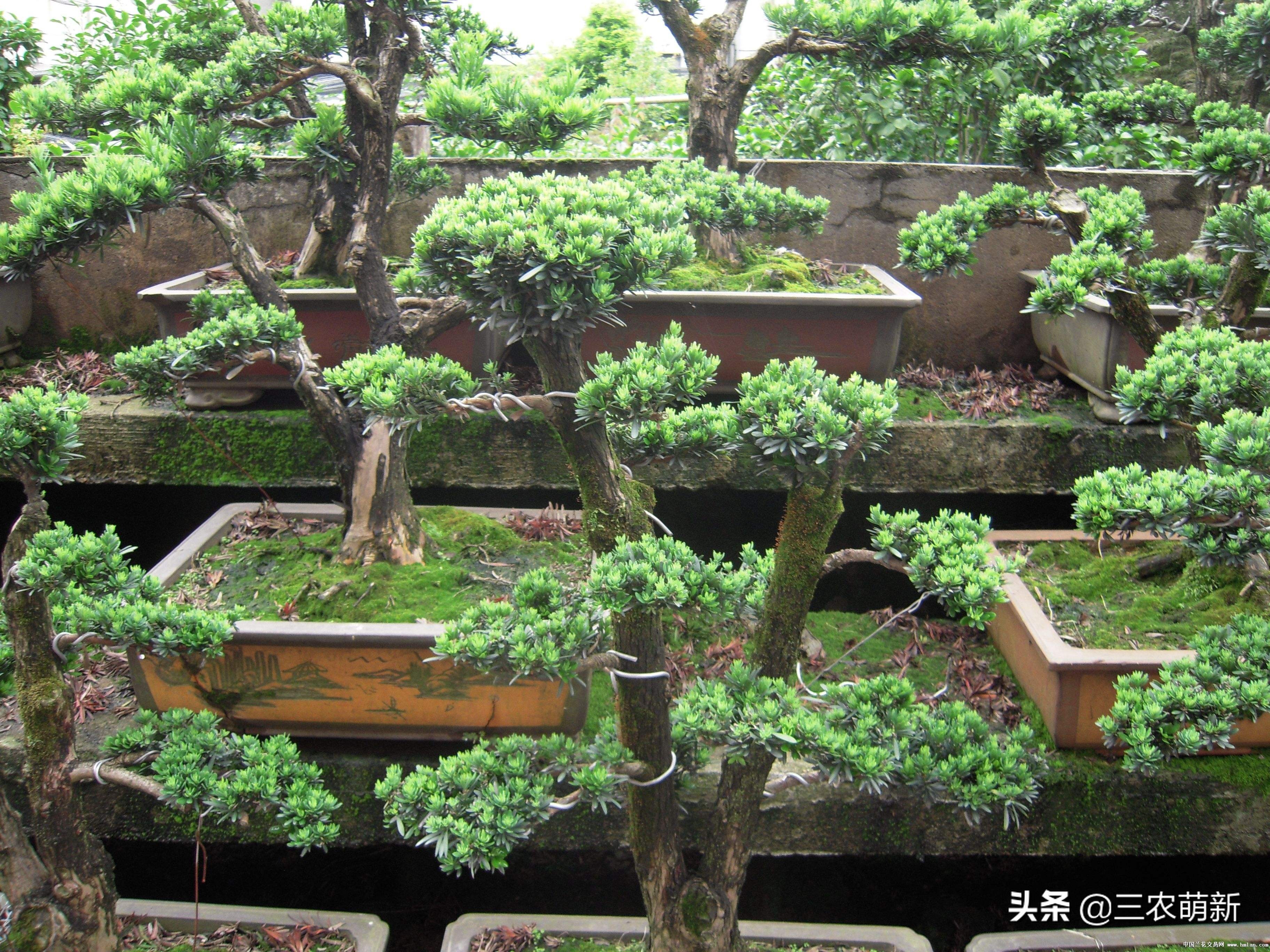 家有罗汉松代代不用愁,家有罗汉松代代出富翁