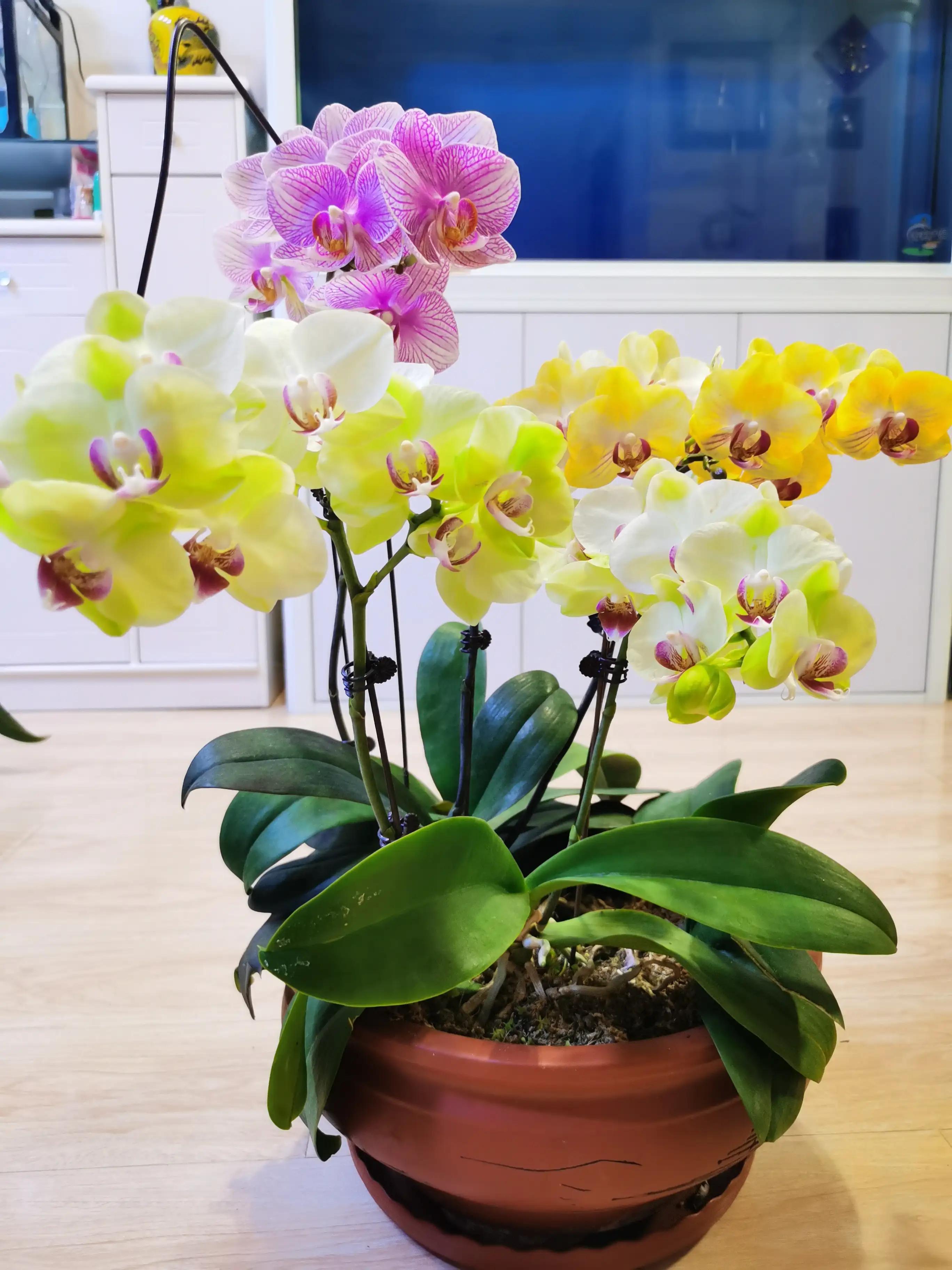 粉黛佳人水仙,紫水仙图片大全