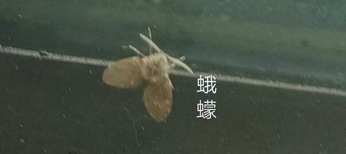 卫生间里的小飞虫是什么,厕所有小黑虫像蛆的虫子怎么灭杀