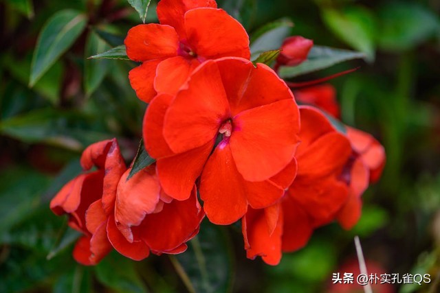 凤仙花种子,凤仙花怎么养