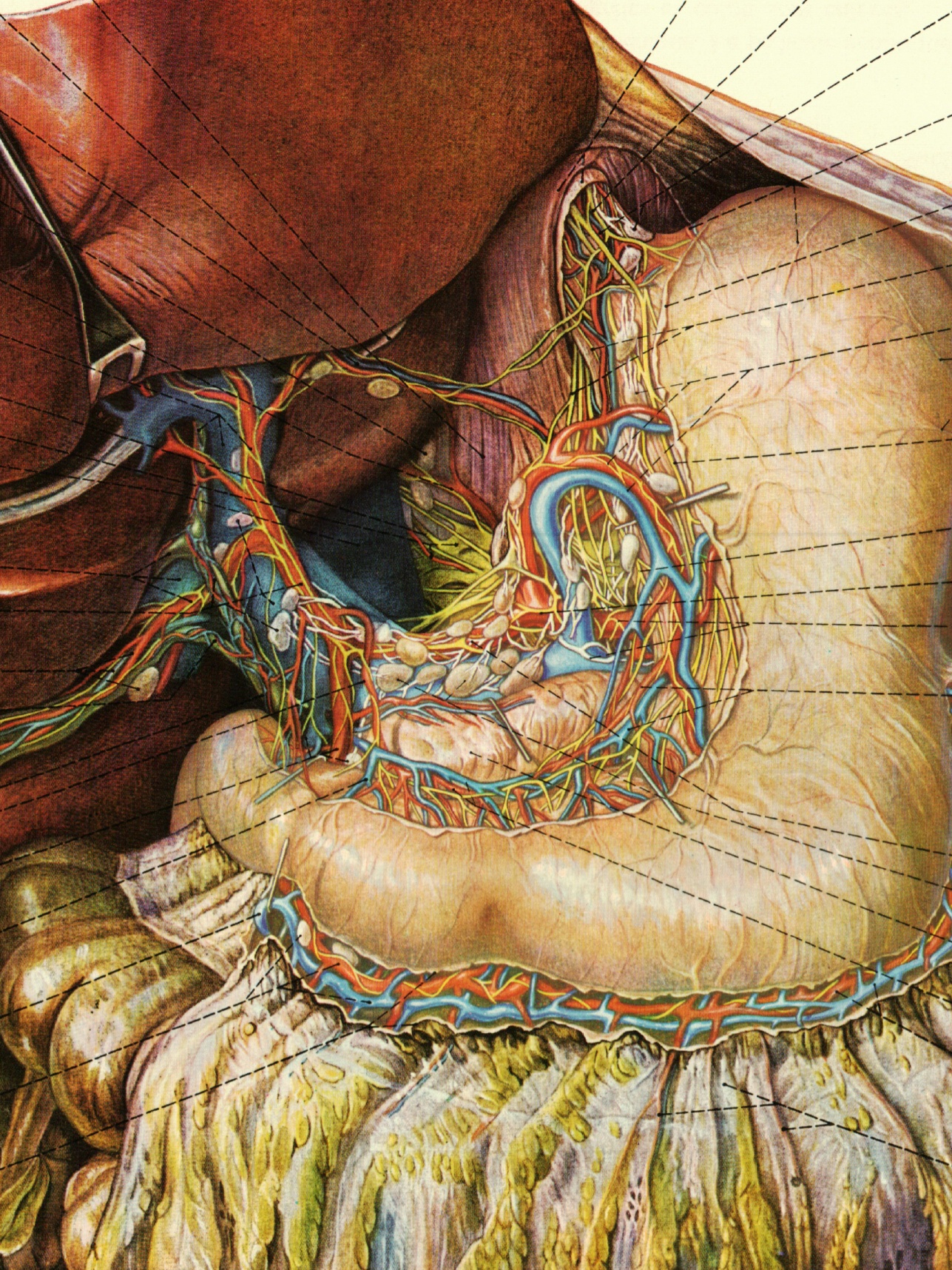 最全人体解剖图建议收藏,人体解剖图内脏器官位置图清晰