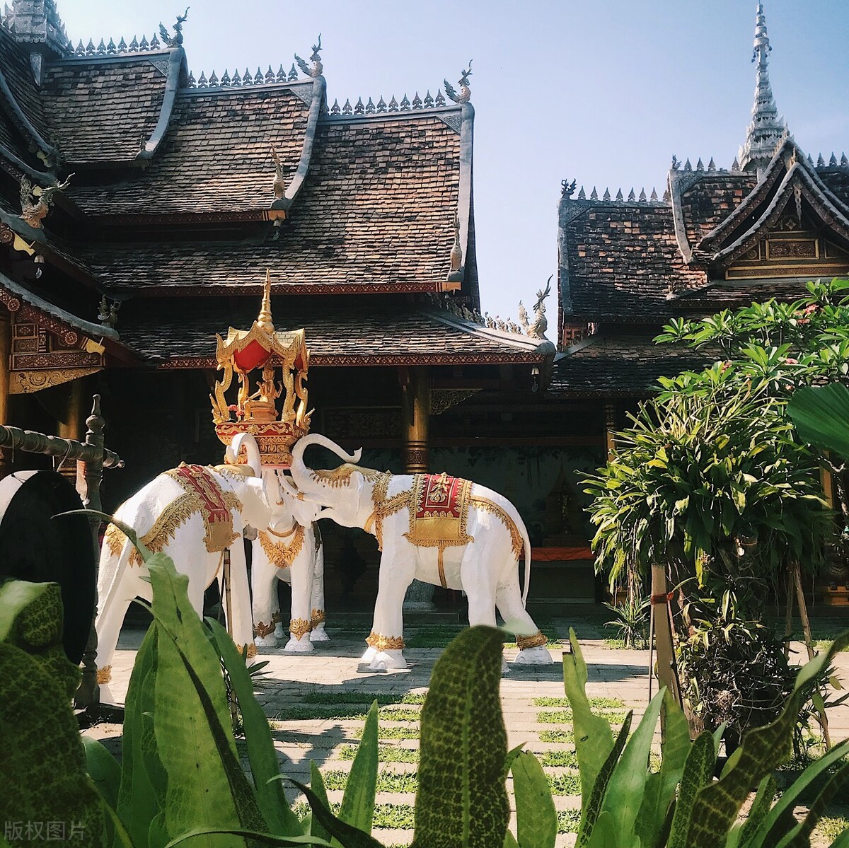 西双版纳避寒避暑的雨林仙境,西双版纳避寒度假