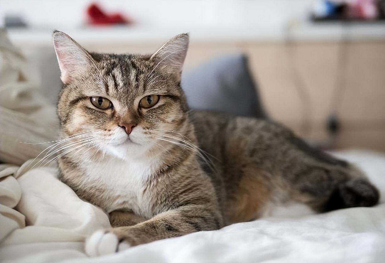 怎样把成年猫猫训得又乖又听话,为何别人家养的狗那么乖