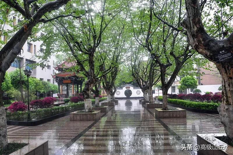 成都市中和中学地址,成都市中和中学校花