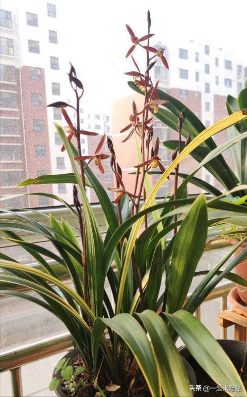 11-12月份开花的兰花是什么兰花,什么样的兰花好养并且花好看且香