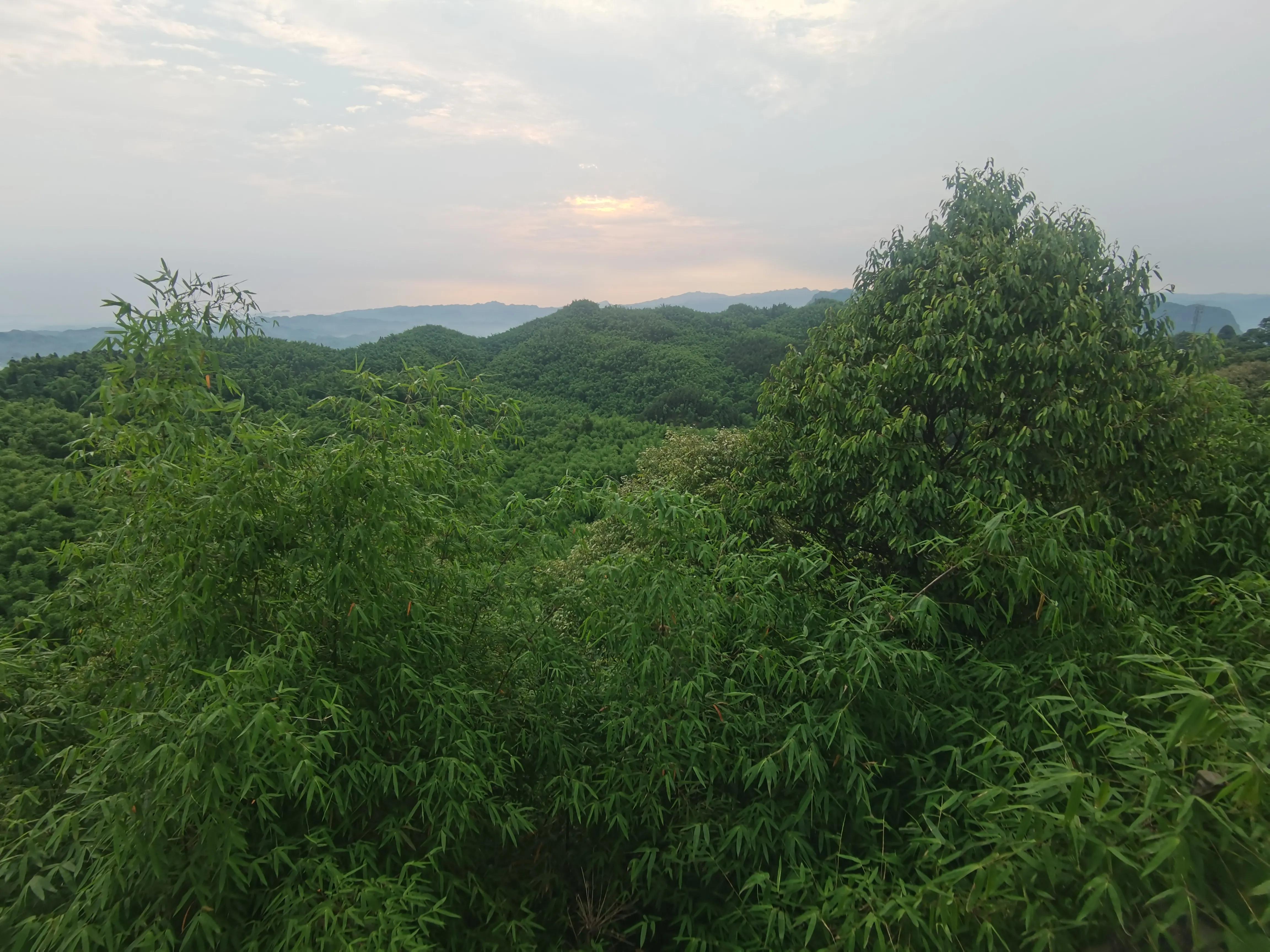 端午游竹园风景,端午节去轿子山赏杜鹃花海