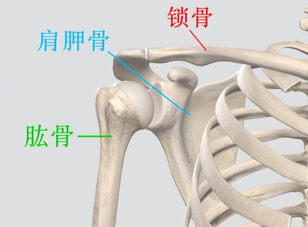 小说里的琵琶骨是什么,武侠小说里琵琶骨被锁的描写