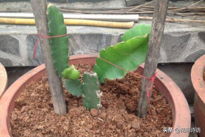 教你如何正确种植不要钱的火龙果,怎么种出又大又甜的火龙果