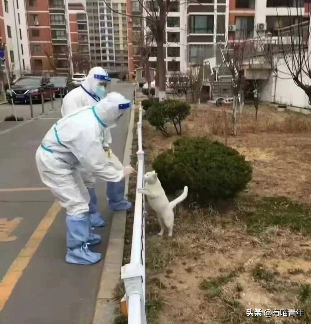 猫核酸检测有必要做吗,猫做核酸粤语视频