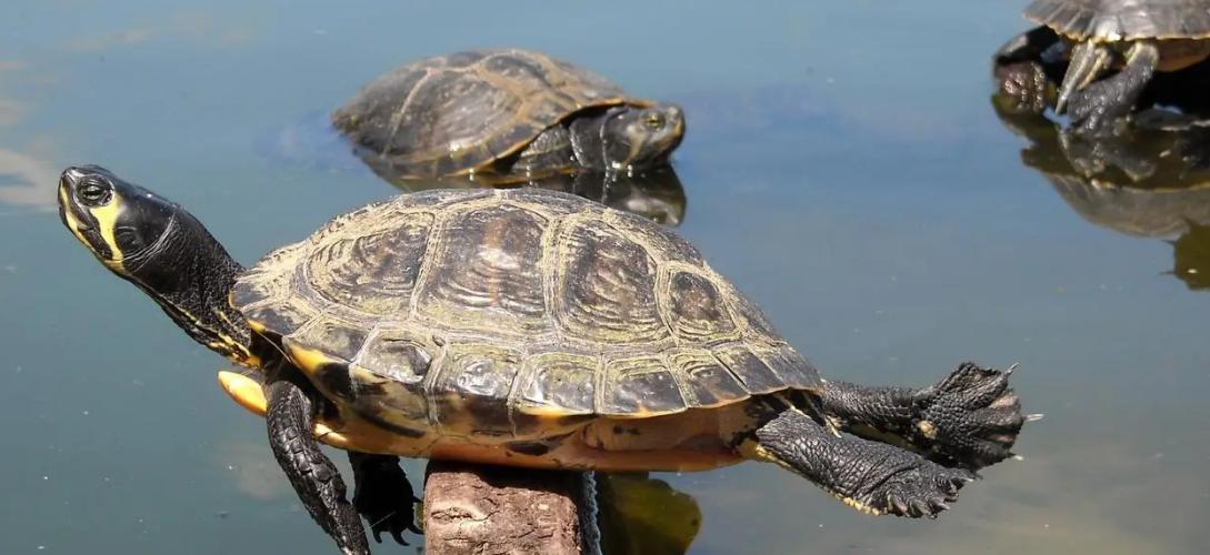 小伙靠养龟年度百万,男子靠三只病龟赚了6000万