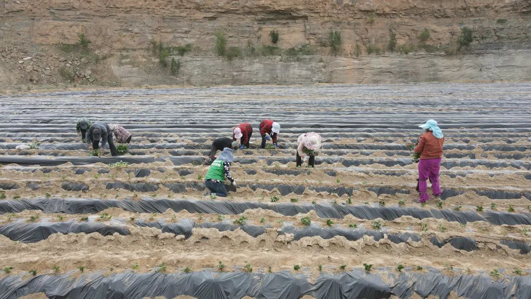 乡村振兴看永顺,陕西省佳县朱官寨乡冯家圪崂村