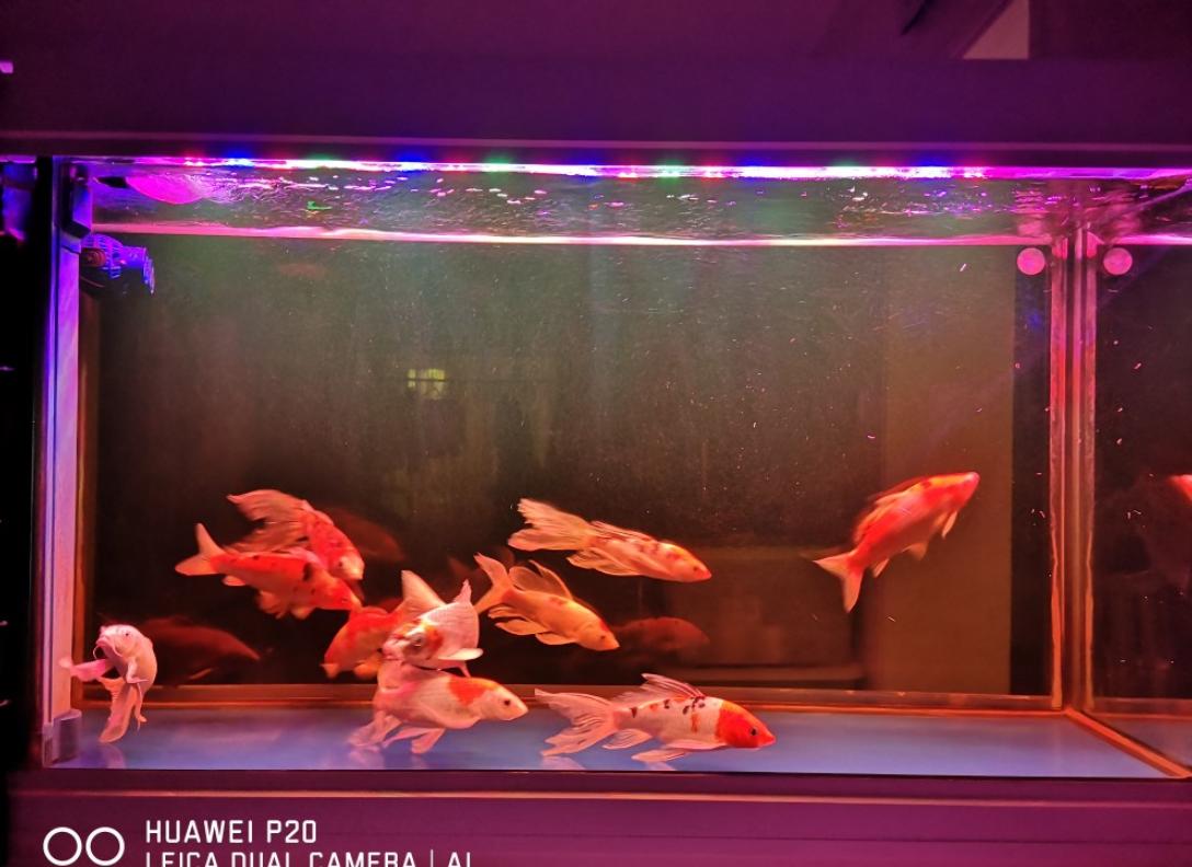 手臂纹锦鲤的忌讳和讲究,鱼池养锦鲤最忌讳7件事