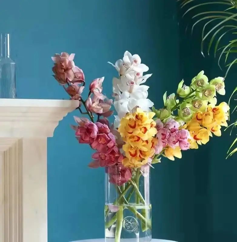 快来看看，兰花的世界真奇妙|壹木星球No.14