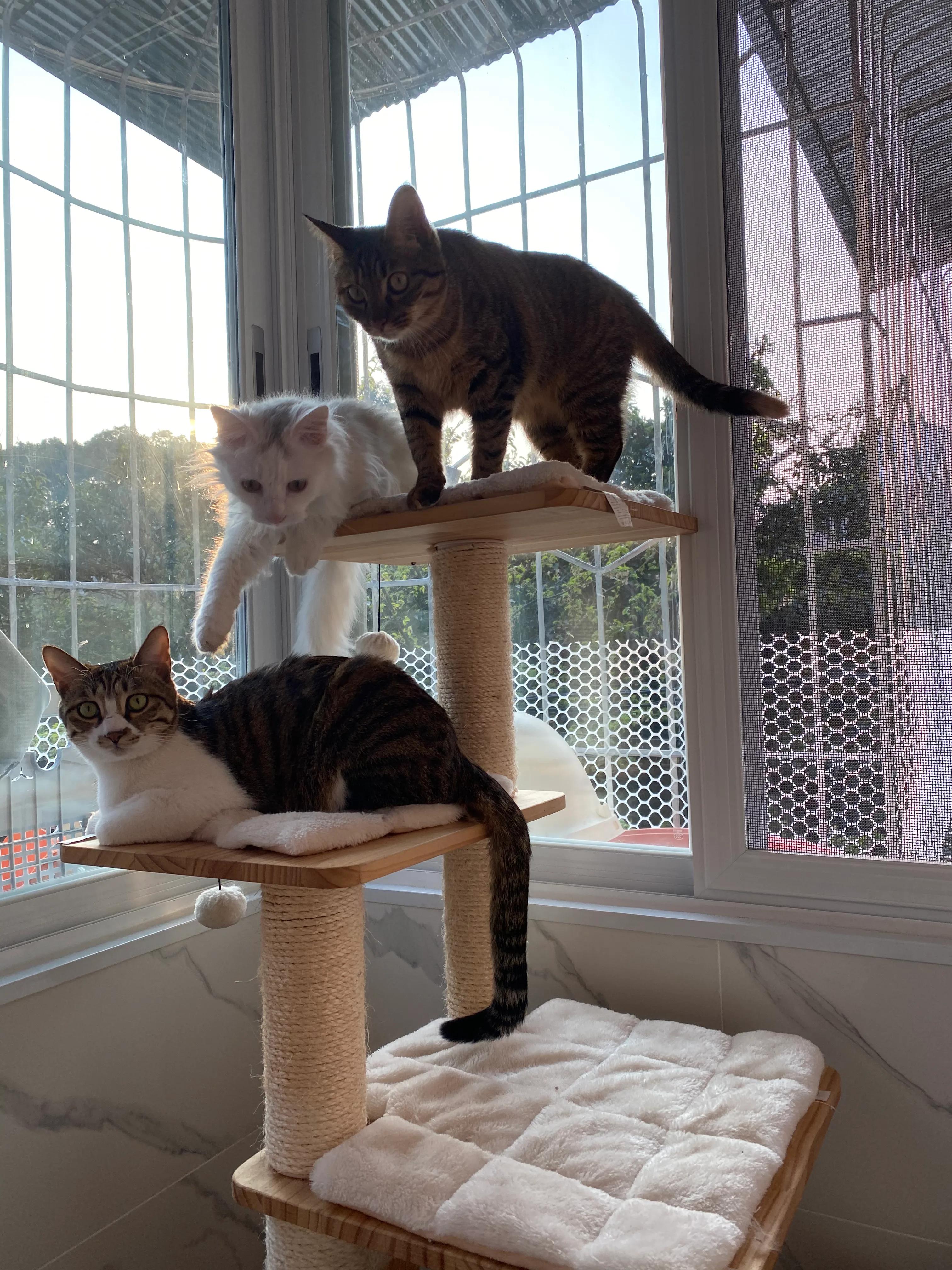 迎接猫猫到家必做准备，铲屎官看仔细啦~o,〃▽〃o