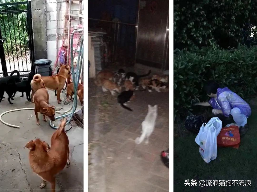 美短猫从三楼摔下来后续,美短猫被抛弃后见到旧主人