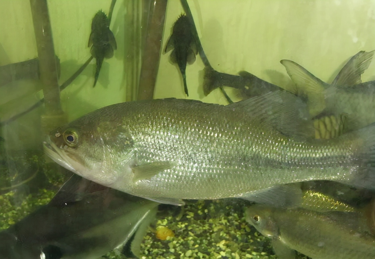 最常见的50种食用鱼吃法和价格,十种常用食用鱼类介绍