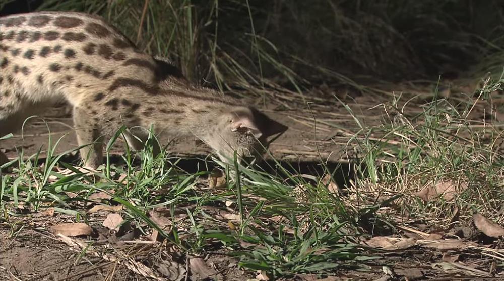 狸猫天生会捉老鼠吗,狸猫会不会抓老鼠