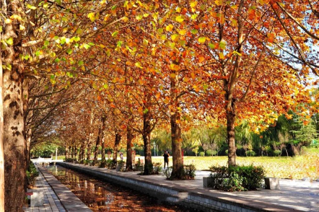 怀念秋天里的悬玲木