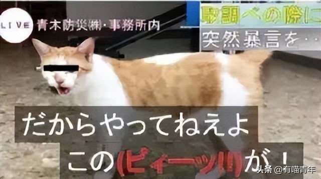 非洲雄狮打群架,俄罗斯战斗民族跟狮子打架