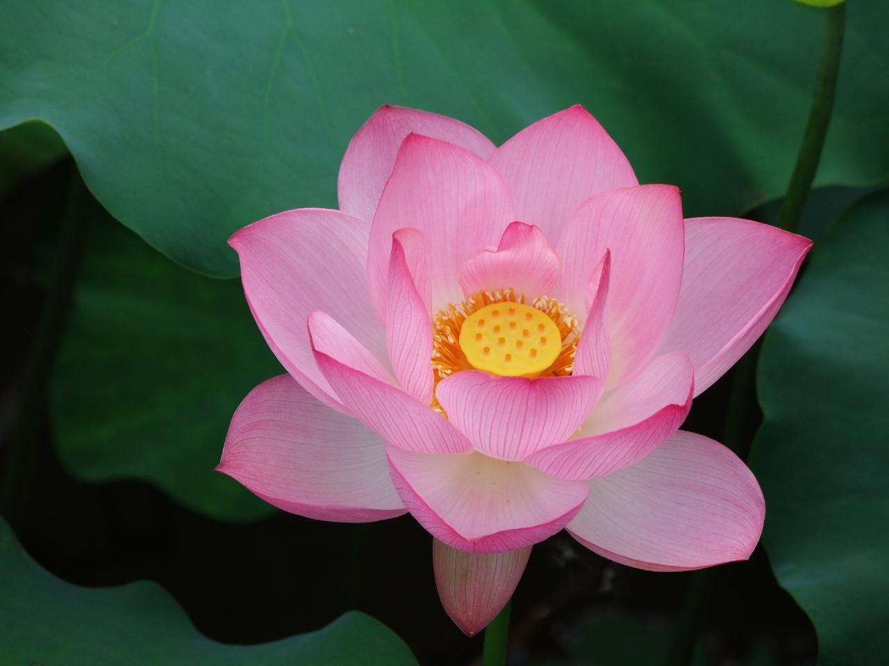 诗词·百花集：清水碧潭浮菡萏，翠盖玉颈立芙蓉