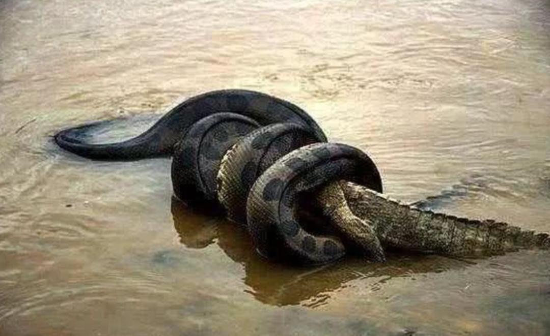 如果在野外遇到森蚺怎么办,亚马逊森蚺真的能生吞活人吗