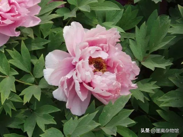 国花牡丹的历史起源,中国国花为啥是牡丹