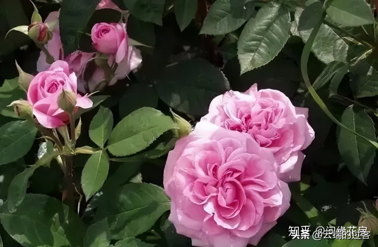 1到99朵玫瑰的含义图片,1到99朵玫瑰花语是什么