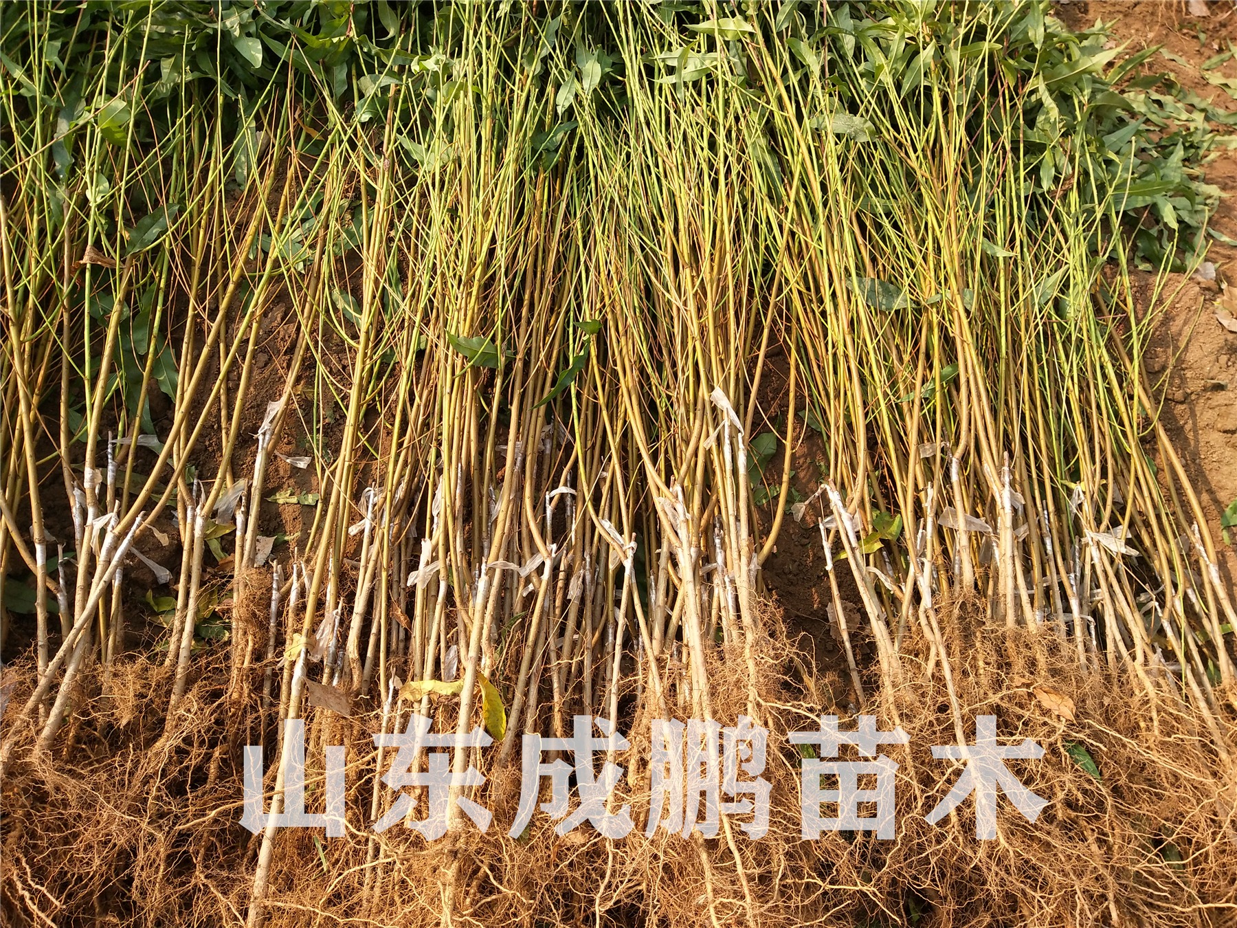 好品质大树苗批发,软石榴树苗哪里买