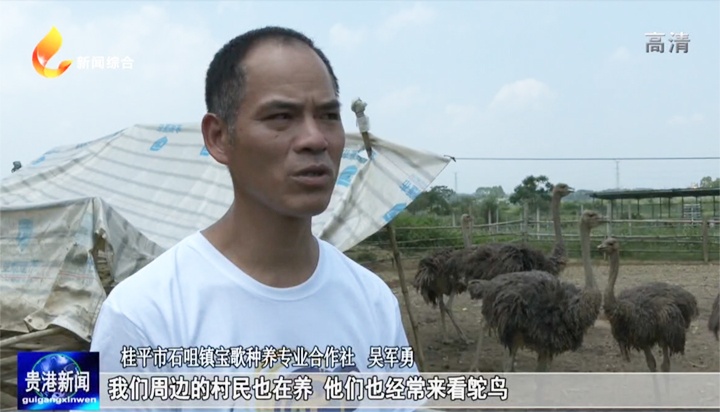 「全面推进乡村振兴巩固拓展脱贫攻坚成果」桂平市石咀镇：鸵鸟特色养殖“奔”出致富加速度